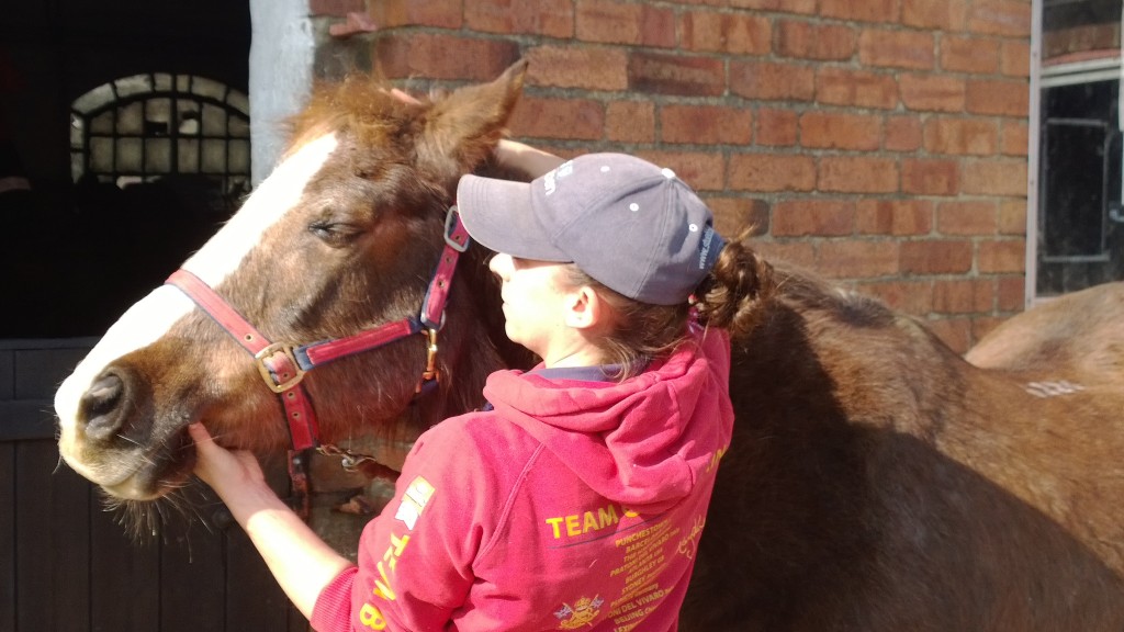 Rupert the Horse being cared for